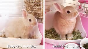 Full Grown Vs Baby Bunny Netherland Dwarf Rabbit Size Compare