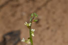 Image result for Carrichtera