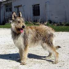 Check spelling or type a new query. Berger De Picardie Hundefunde