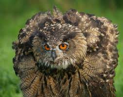 Eagle owl (bird of genus bubo). Datei Puchacz Obronna 2 Jpg Wikipedia