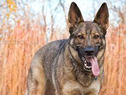 Images For Red Sable German Shepherd Sable German Shepherd Fall Dog Photos Fall Dog