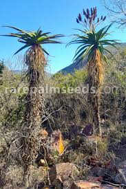 Image result for Aloe excelsa