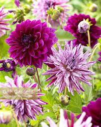 Dahlia Blackberry Ri Stock Photo By Visions Image 0983382