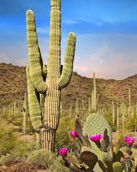 The Best Gardens To Visit Around The U S Desert Botanical Garden Desert Landscaping Lewis Ginter Botanical Garden