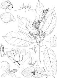 Image result for Whitfieldia thollonii