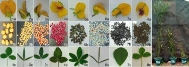 Image result for Ficus scassellatii
