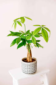 Image result for Pachira glabra