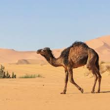 There are two types of camels: Camel Facts Habitat Behavior Diet