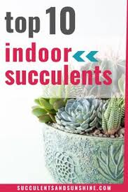Dop 2 level 322 make the painting more expensive walkthrough solution dop 2 level 322 solution. 900 Succulents And Sunshine Ideas Growing Succulents Succulent Soil Propagating Succulents