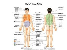 Body Regions Medical Terminology Nurse Human Anatomy