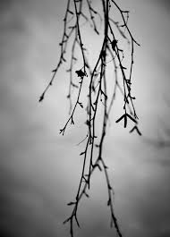 Black And White Nature Art Prints Monochrome Wall Decor Black And White Fine Art Nature By Bethwold 33 00 Monochrome Wall Artwork Fine Art Monochrome Posters