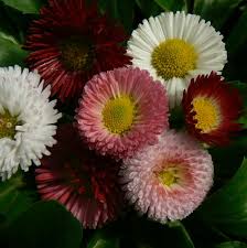 Image result for Bellis