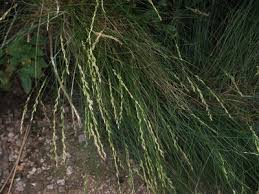 Image result for Tripogon