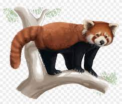 To learn how to draw a red panda, try this easy step by step tutorial. Red Panda Giant Panda Drawing Cuteness Red Panda Realistic Drawing Free Transparent Png Clipart Images Download