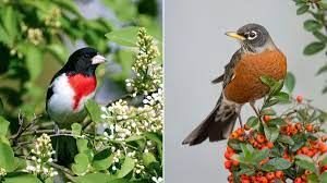 Lift your spirits with funny jokes, trending memes, entertaining gifs, inspiring stories, viral videos, and so much. 10 Common Bird Songs Made Less Confusing Audubon