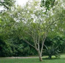 Image result for Stadmannia oppositifolia