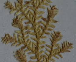 Image result for Selaginella goudotiana