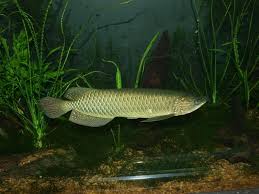 Image result for Sartidia angolensis