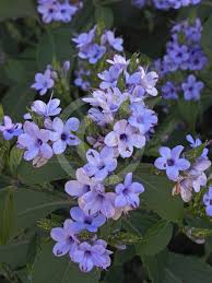 Image result for Eranthemum pulchellum