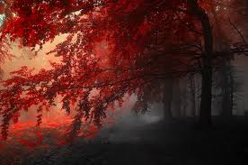 Red Leafed Tree Autumn Fog Landscape Road Trees 4k Wallpaper Hdwallpaper Desktop Tree Hd Wallpaper Forest Wallpaper Landscape Photography Download 4k wallpapers of nature, landscapes, waterfalls, beautiful lakes, beaches, mountains, snow, autumn, spring, fall, seasons.