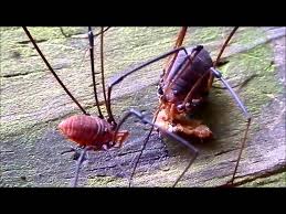 He can appear in necropolis, the womb or in utero. Granddaddy Long Legs Eating Youtube