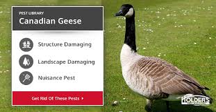 Either way, this is not mother goose and it's not as fascinating as watching geese migrate in their waste is immense and is cause for health concerns, just like any other nuisance wildlife species, and canadian geese can even destroy lakes. Canadian Geese In Houston Holder S Pest Solutions