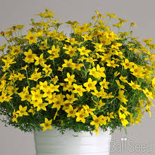 Image result for Bidens baumii