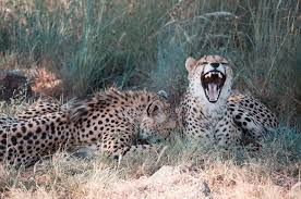 Fillerden Penguenlere Guney Afrika Da Fotograf Safarisi Guney Afrika Gezi Rehberi Ntv