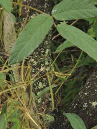 Image result for Teramnus uncinatus