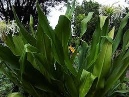 Image result for Crinum asiaticum