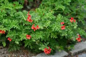 Image result for Pelargonium domesticum round-leaved bushy
