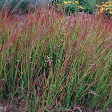 Japanese Blood Grass Red Baron Imperata Cylindrica My Garden Life