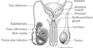 Medically reviewed by the healthline medical network — written by the healthline editorial team on january 23, 2018. Diagram Male Reproductive System Blank Diagram And Answers Full Version Hd Quality And Answers Brandschematic Lafabbricadegliingegneri It