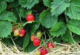 Jetzt geht die erdbeerzeit langsam zu ende und es beginnt die pflanzzeit für das kommende jahr. Erdbeeren Pflanzen Der Beste Zeitpunkt Und Pflegetipps Garten Hausxxl Garten Hausxxl