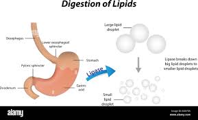 Image result for Lipase