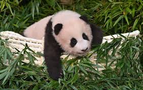 Learn more about the giant panda in this article. Meet Fu Bao The First Panda Born In South Korea Daily Sabah