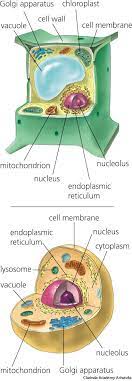 Parts animal cell plasmodesmata central vacuole the central vacuole's functions includes storage, waste breakdown, and hydrolysis of macromolecules. American Heritage Dictionary Entry Cell