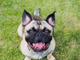 The frenchie pug should eat about one and a half or two cups of dry food every day. French Bulldog And Pug Breeding Should Be Discouraged Charity Says The National