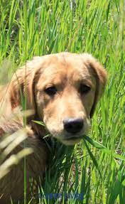 Why Do Dogs Eat Grass And Should I Stop Them An Expert Explains Dog Grass Dogs Dogs Eating Grass