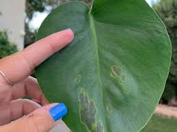 Maybe you would like to learn more about one of these? Help Monstera Has Brown Spots Can Someone Figure Out What S Up