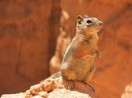 Find over 100+ of the best free chipmunks images. Cute Chipmunk From Bryce Canyon Aww