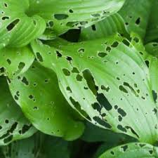 Image result for mospilan prodej