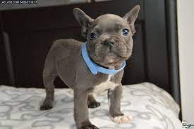 For most families in louisiana who are looking for a new puppy, the toughest challenge is finding a quality healthy puppy from a reputable breeder. Louisiana Free Classifieds Pets Free Ads