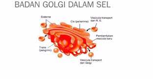 Sel hewan beda dari sel eukariotik lain, seperti sel tumbuhan, karena sel hewan tidak mempunyai dinding sel, dan kloroplas, dan biasanya mereka badan golgi. Badan Golgi Pengertian Struktur Dan Fungsi Badan Golgi