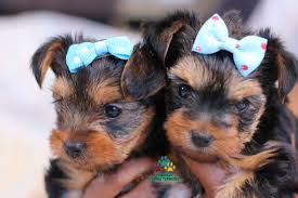Puppies for sale in los angeles, california & texas. Available Micro Teacup Yorkies Toy Yorkie Puppies Yorkie Terrier Puppies Parti Yorkie Puppies Chocolate Yorkie Puppies Merle Yorkie Puppies Socal Yorkie Teacup Puppies Yorkie Puppies For Sale Quality Tiny Teacup Toy Puppies Yorkies