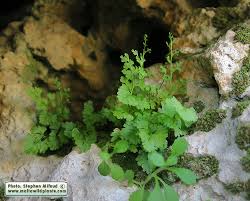 Image result for Anogramma