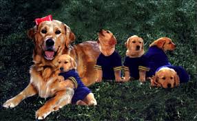 Air bud has his own movie studio! The Air Bud Quintilogy Ranked From Worst To Best By Joey Shapiro Medium
