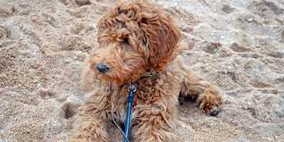 Maybe you would like to learn more about one of these? Red Goldendoodle Puppies In Michigan By Brooke View Doodles Red Mini Goldendoodles