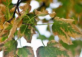 Leaves turning black on tree. Why Are My Tree S Leaves Turning Brown Is My Tree Dying