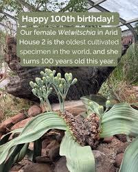 Image result for Hyparrhenia welwitschii